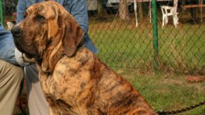 fila brasileiro