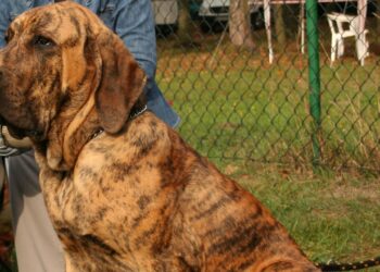 fila brasileiro