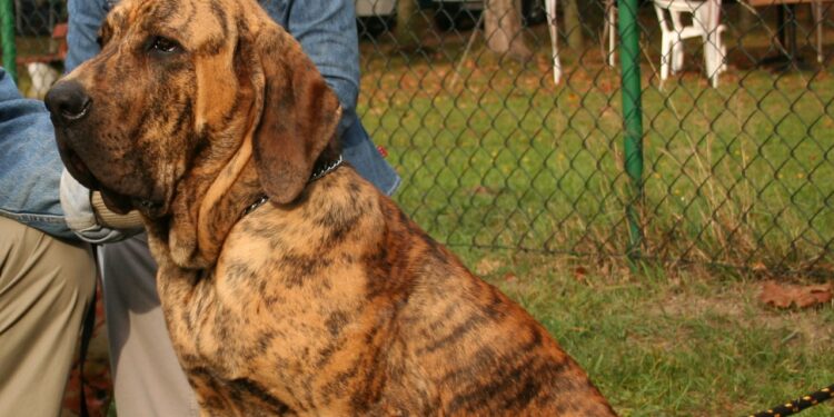 fila brasileiro