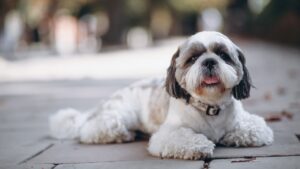 shih tzu