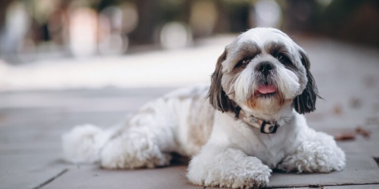 shih tzu