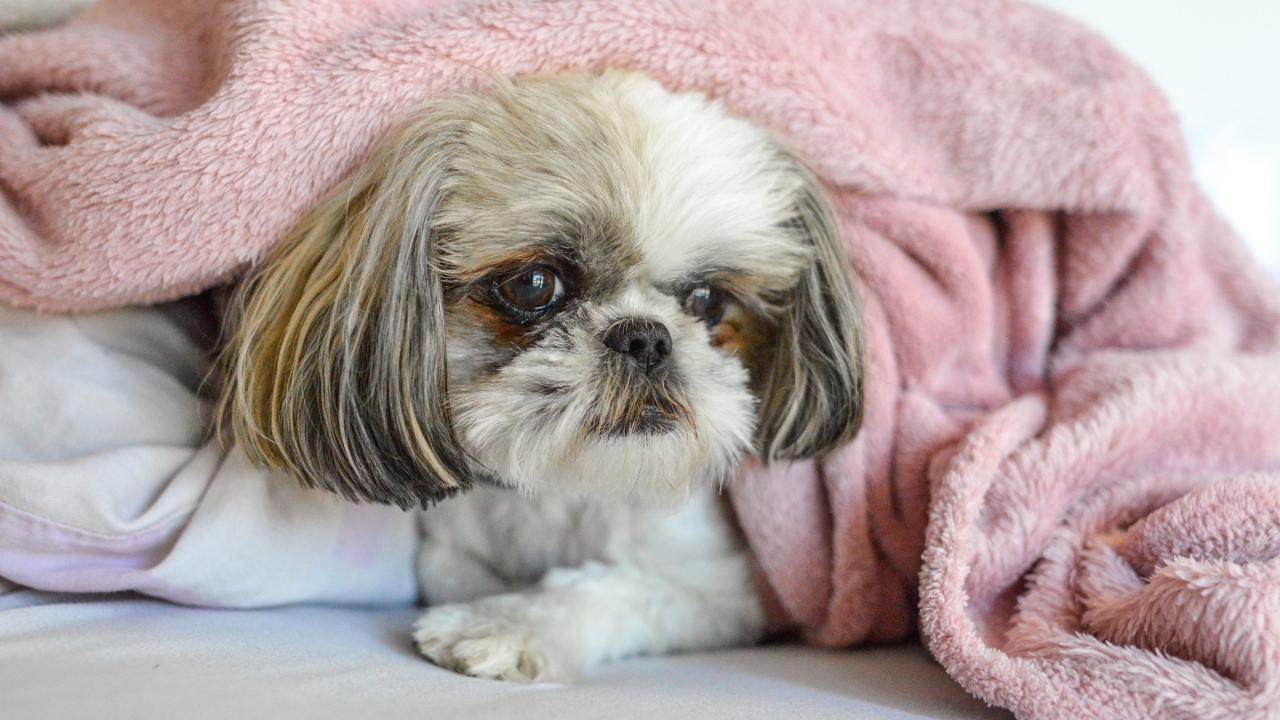 shih tzu