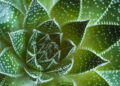 Suculentas - Créditos: depositphotos.com / mpalis