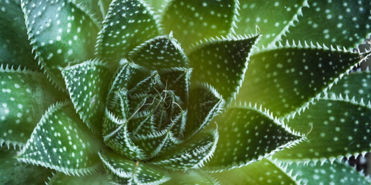 Suculentas - Créditos: depositphotos.com / mpalis