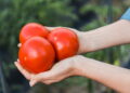 Crescimento saudável promovendo frutos mais nutritivos e saborosos - Créditos: depositphotos.com / VitalikRadko