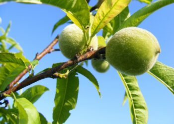 Como plantar árvores no quintal de casa