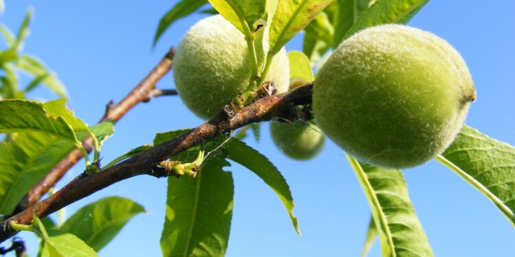 Dicas para plantar árvores frutíferas em vasos