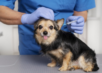 Quando aplicar vacinas nos pets? Foto: FreePik