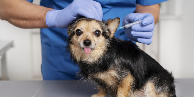 Quando aplicar vacinas nos pets? Foto: FreePik