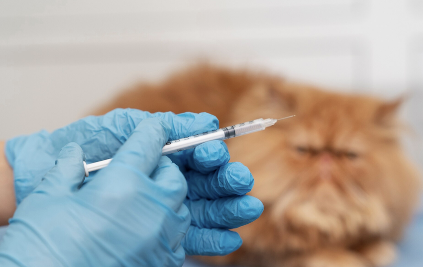 Quando aplicar vacinas nos pets? Foto: FreePik
