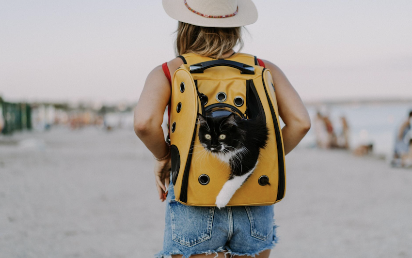 Viagem com pet pode ser tranquila e sem perrengues. Foto: FreePik
