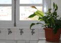 As plantas ideais para cozinhas e varandas