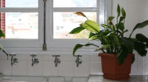 Ervas aromáticas que deixam a cozinha mais agradável