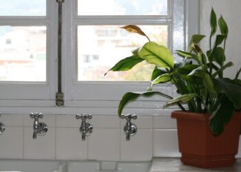 As plantas ideais para cozinhas e varandas
