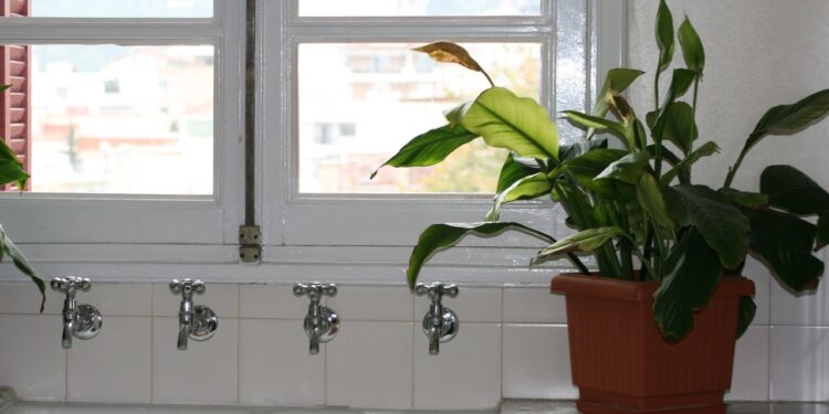 As plantas ideais para cozinhas e varandas