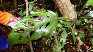 Como plantas ajudam famosos a reduzir estresse