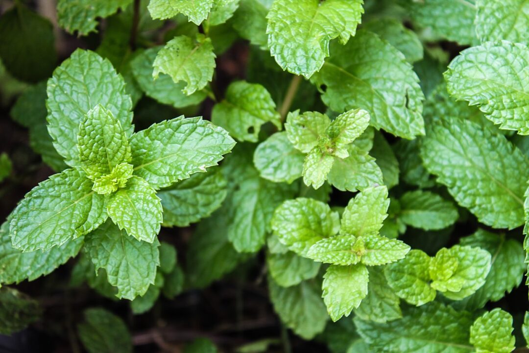 Esses aromas de plantas reduzem seu estresse