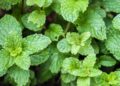 As ervas que liberam aromas relaxantes no ambiente