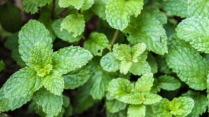 Plantas ideais para jardins pequenos, mas cheias de aroma