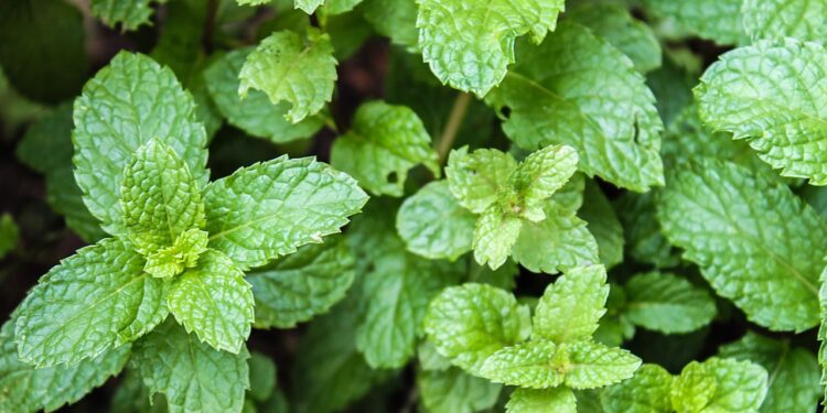 As ervas que liberam aromas relaxantes no ambiente