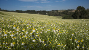 Como a umidade e a luz alteram o aroma das plantas