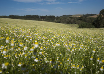 O impacto da camomila em aromas de perfumes suaves