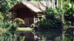 Veja como cuidar de plantas pode melhorar seu foco e produtividade