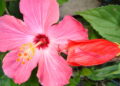 Como as flores tropicais tomaram o cenário dos perfumes de luxo