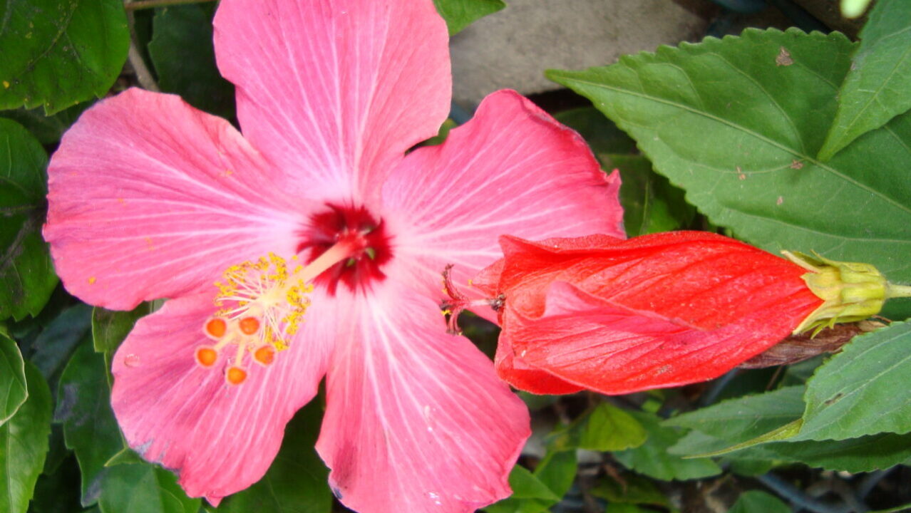 As flores brasileiras com os melhores perfumes