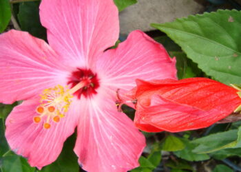 Como as flores tropicais tomaram o cenário dos perfumes de luxo