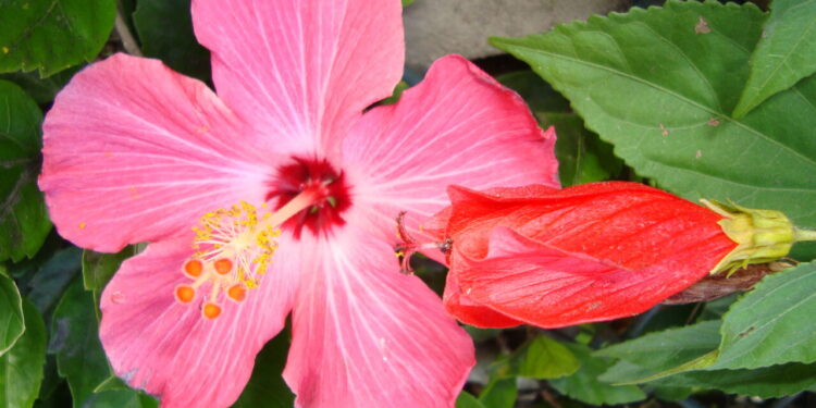 Como as flores tropicais tomaram o cenário dos perfumes de luxo