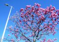 As flores brasileiras com os melhores perfumes