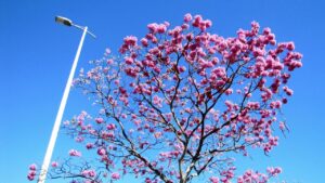As flores brasileiras com os melhores perfumes