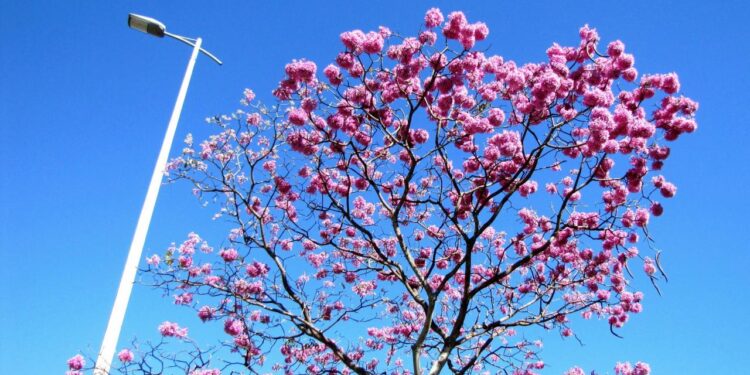 As flores brasileiras com os melhores perfumes