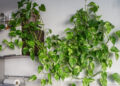 Como plantas purificam o ar e reduzem o seu estresse