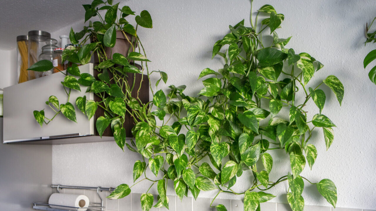 Essas plantas purificam o ar da sua casa
