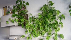 Plantas de interior que inspiram bem-estar