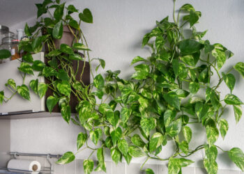Como plantas purificam o ar e reduzem o seu estresse