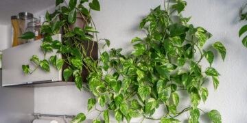 As plantas que purificam o ar da sua casa