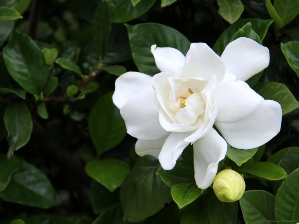 Como o clima interfere na intensidade do perfume das flores