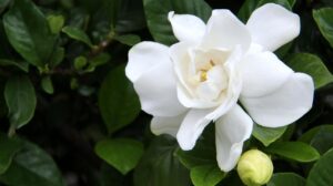 As flores brasileiras mais usadas na perfumaria mundial