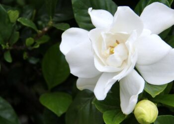 Dicas para cultivar sua gardênia e aproveitar seu perfume