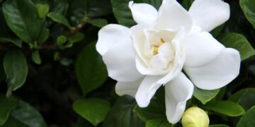 As flores brasileiras mais usadas na perfumaria mundial