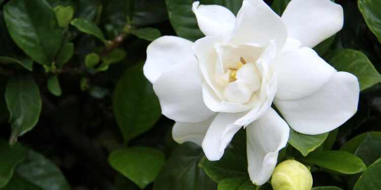 Dicas para cultivar sua gardênia e aproveitar seu perfume