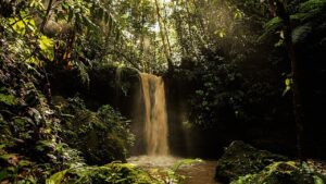 O impacto da natureza na recuperação de doenças mentais