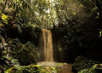 Celebridades que participam fundações ligadas à natureza