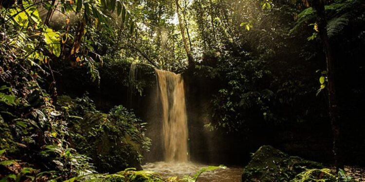 Celebridades que participam fundações ligadas à natureza