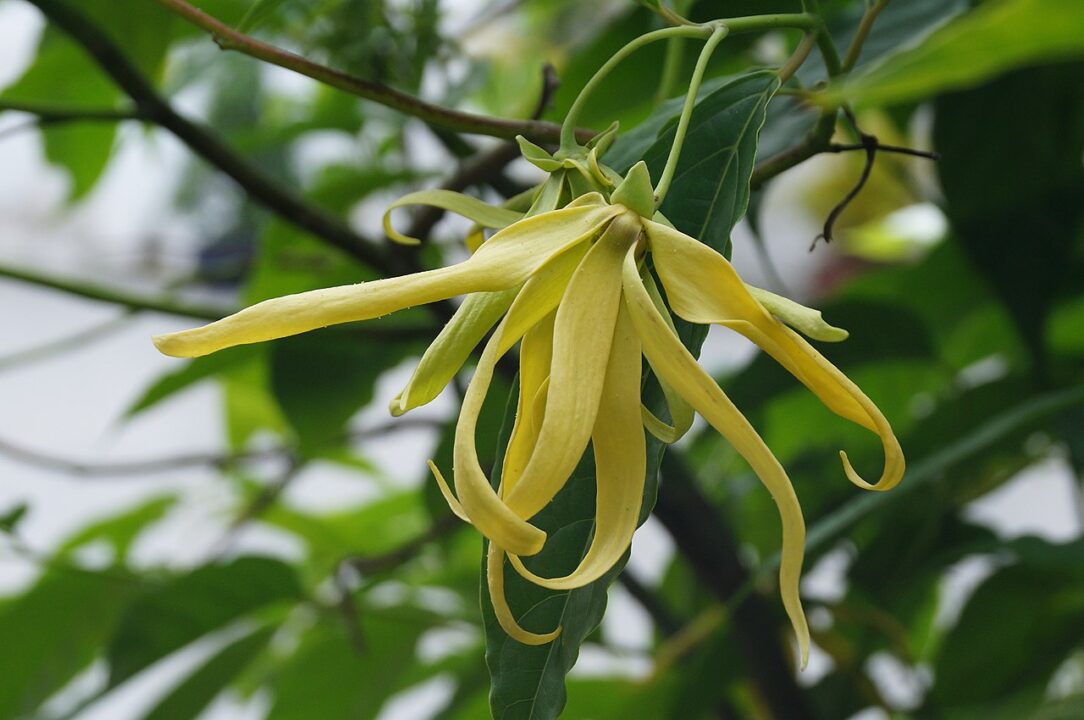 Como a jardinagem melhora a produtividade