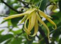 Plantas exóticas que viraram perfumes famosos
