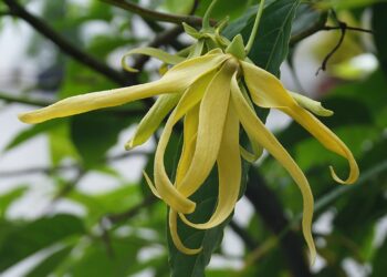 Plantas exóticas que viraram perfumes famosos
